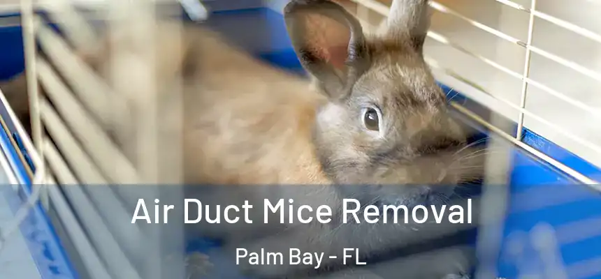Air Duct Mice Removal Palm Bay - FL